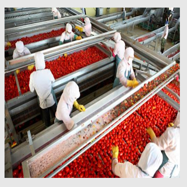 tomato-processing-line